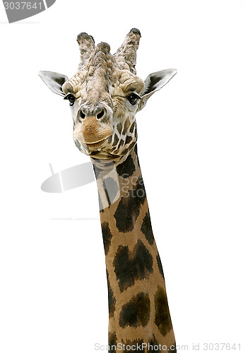 Image of Giraffe