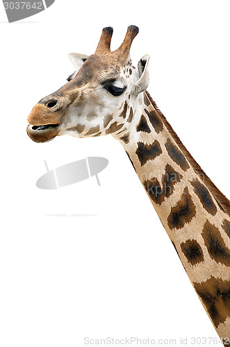 Image of Giraffe