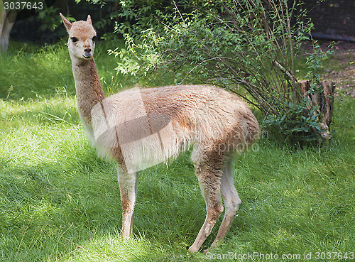 Image of Young guanaco