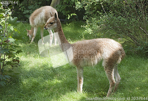 Image of Young guanaco