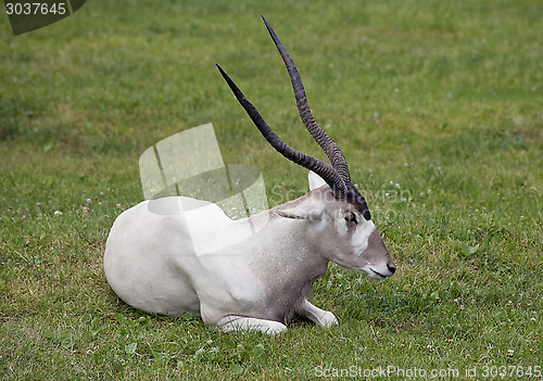 Image of Addax nasomaculatus