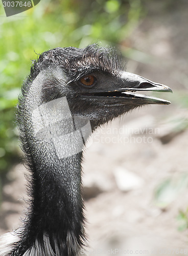 Image of Shaggy ostrich