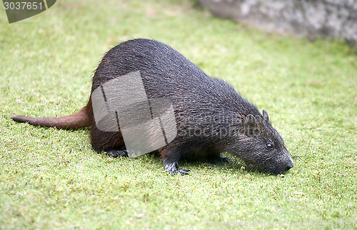 Image of Cuban hutia