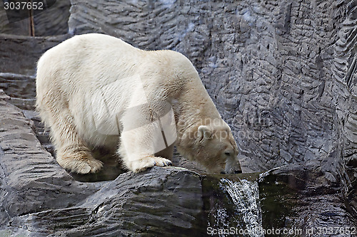 Image of Polar bear