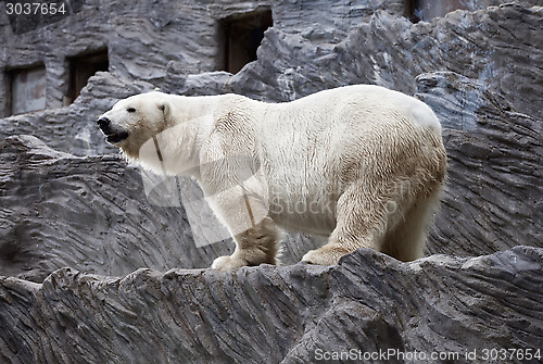 Image of Polar bear