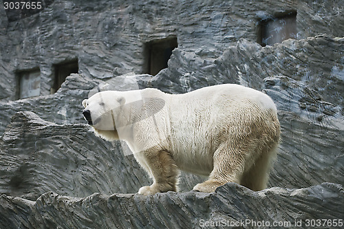 Image of Polar bear