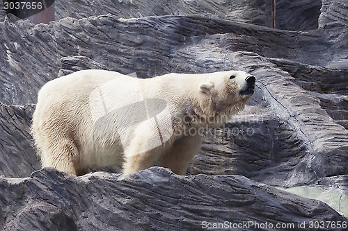 Image of Polar bear