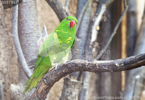 Image of Scaly-breasted lorikeet