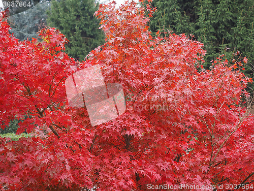 Image of Red maple tree