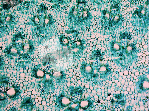 Image of Bamboo stem micrograph