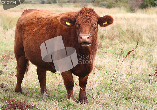 Image of cows head
