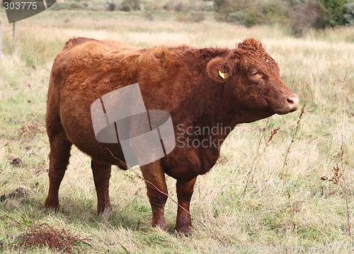 Image of cows head