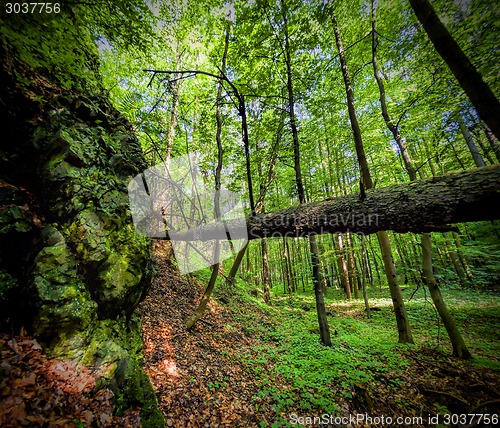 Image of Primeval forest 