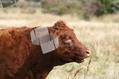 Image of cows head