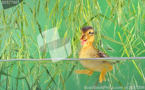 Image of duckling swimming in aquarium