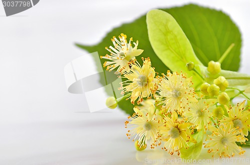 Image of linden flowers