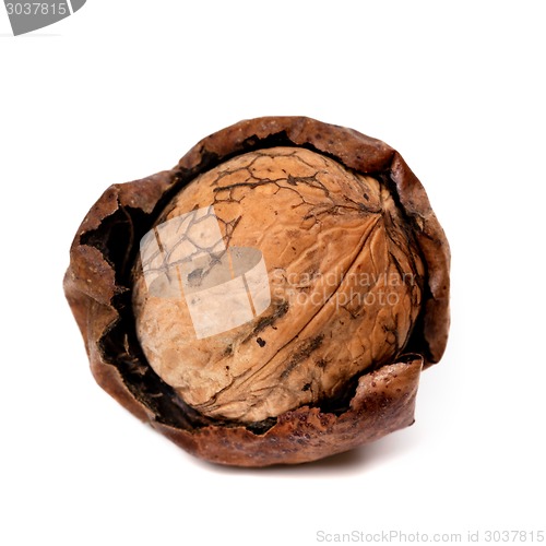 Image of Crude walnut isolated on white background