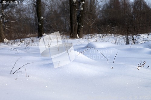 Image of Snowdrift in winter forest