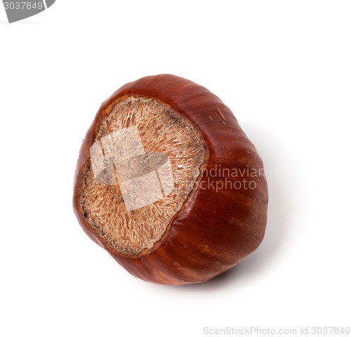 Image of Brown hazelnut
