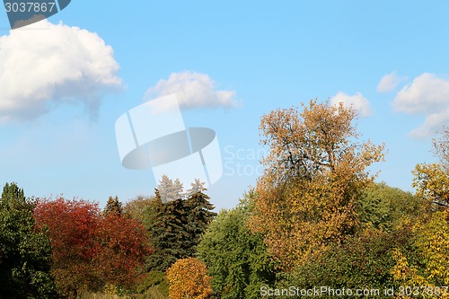 Image of autumn trees