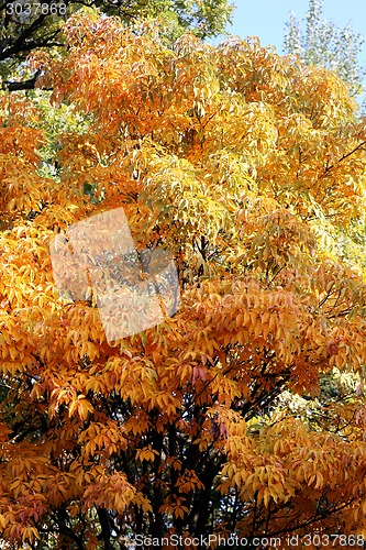 Image of autumn trees