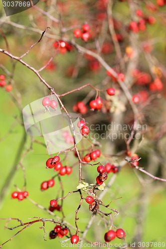 Image of autumn trees