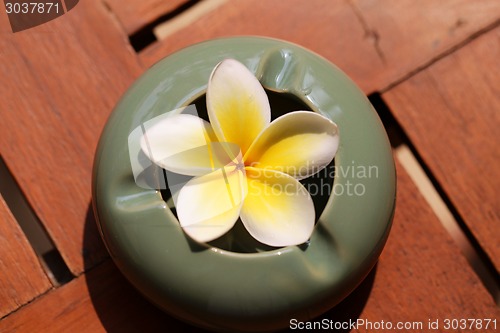 Image of flower plumeria