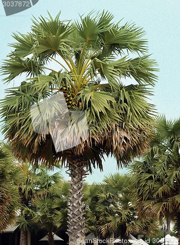 Image of beautiful palm