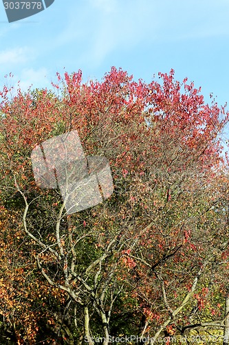 Image of autumn trees