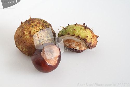 Image of conkers