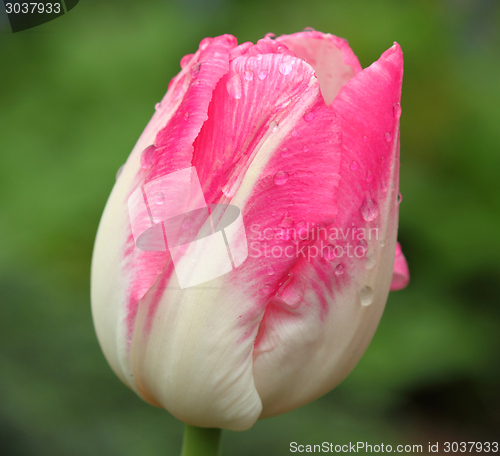 Image of White and pink tulip