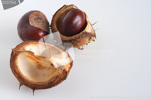 Image of conkers