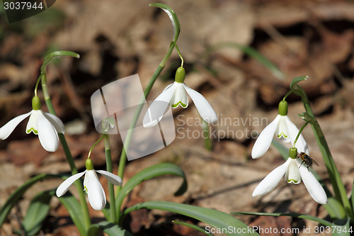 Image of Snowdrops