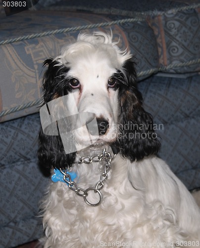 Image of black and white young cocker spaniel