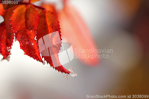 Image of Christmas Background of Red Leaves and Ice Drops 