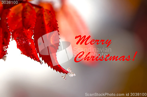 Image of Christmas Background of Red Leaves and Ice Drops 