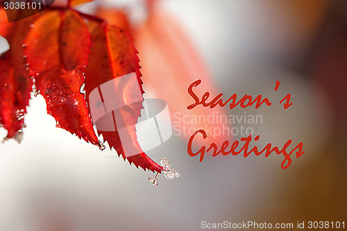 Image of Christmas Background of Red Leaves and Ice Drops 