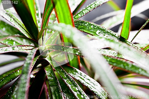 Image of dracena marginata with water drops 