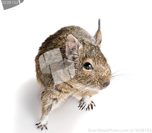 Image of small cute rodent