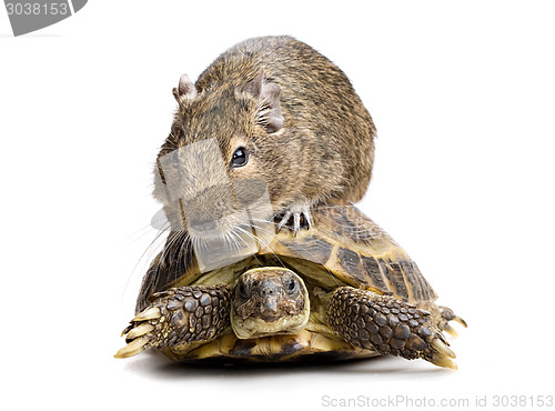 Image of small rodent riding turtle
