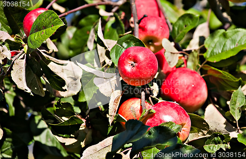 Image of red apples in orchard