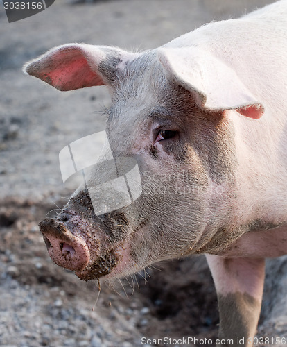 Image of big pig profile snout 