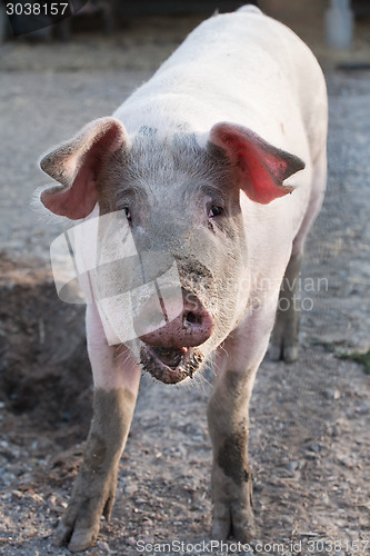 Image of funny pig