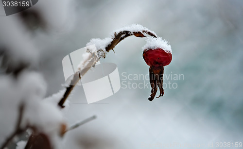 Image of frozen rosehip