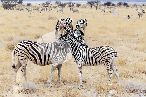 Image of Zebra foal with mother in african bush