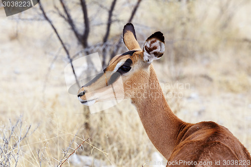 Image of Portrait of Impala antelope