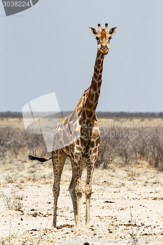 Image of Giraffa camelopardalis near waterhole