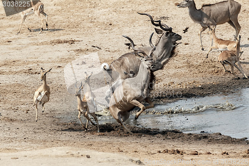 Image of unsuccessful attack on crocodile to antilops kudu and unsuccessf