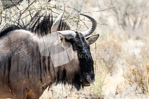 Image of portrait of A wild Wildebeest Gnu