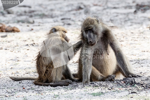 Image of Chacma Baboon grooming